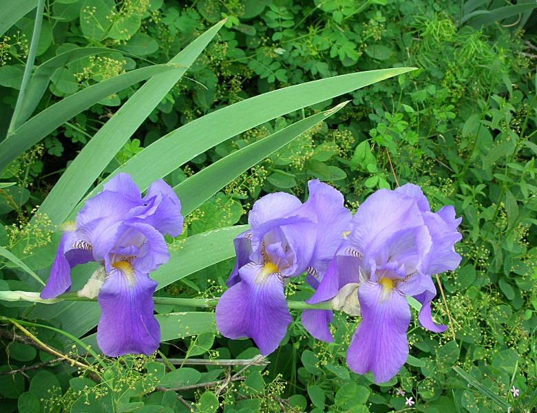 Iris germanica / Giaggiolo paonazzo